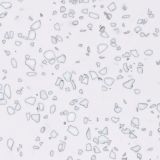 Dalmatian-QD212